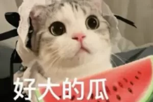 telegram聊天群,猫猫吃瓜黑料