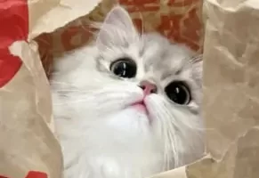 tg搜索机器人，色色资源搜索